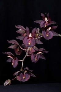 Catasetum Pileabrosum Green Sunset Valley Orchids AM/AOS 82 pts. inflor